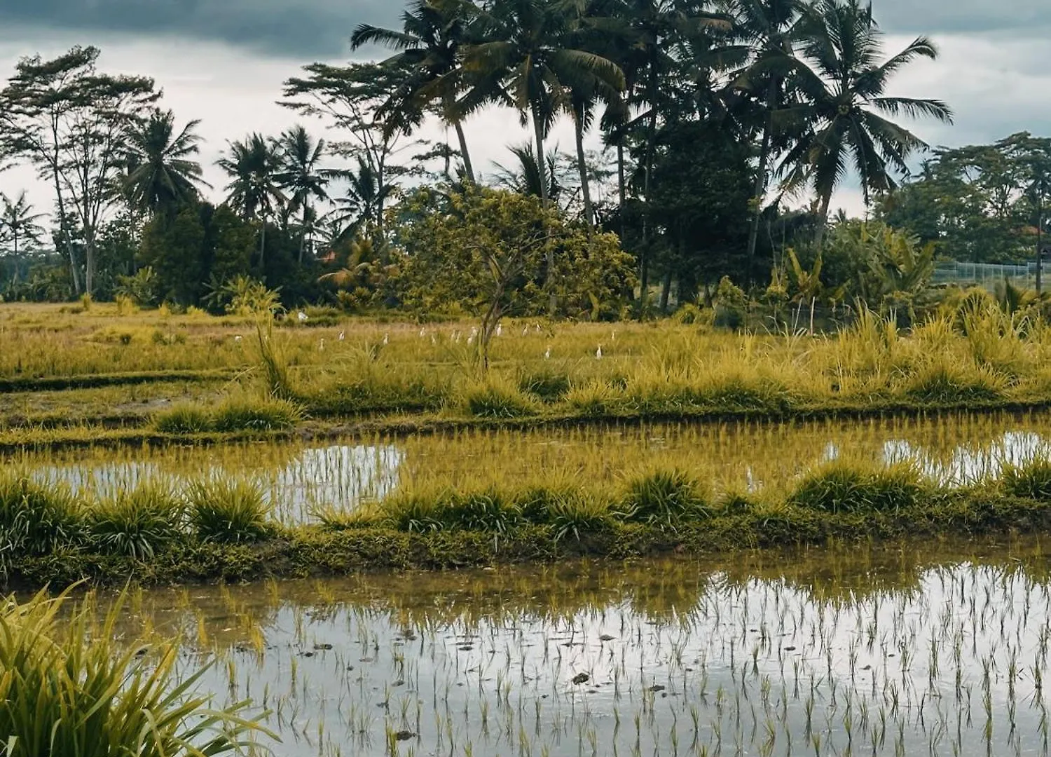 Vila Pondok Damuh Ubud לינה וארוחת בוקר